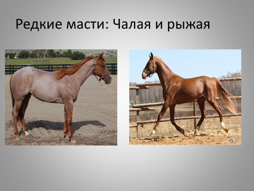Чубарая масть лошади: описание и фото масти | мои лошадки
