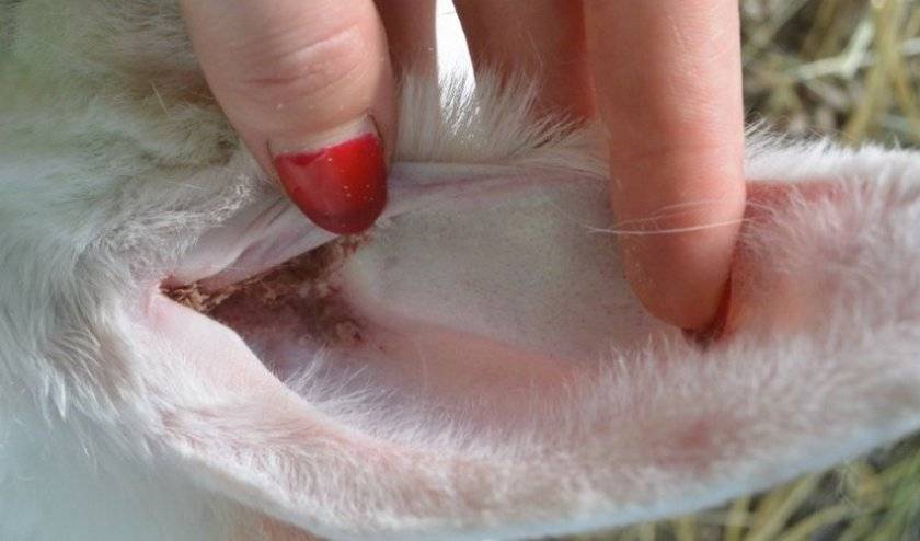 Ушной клещ у кроликов - признаки, лечение, препараты