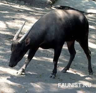 Целебесский карликовый буйвол (аноа): обзор, фото