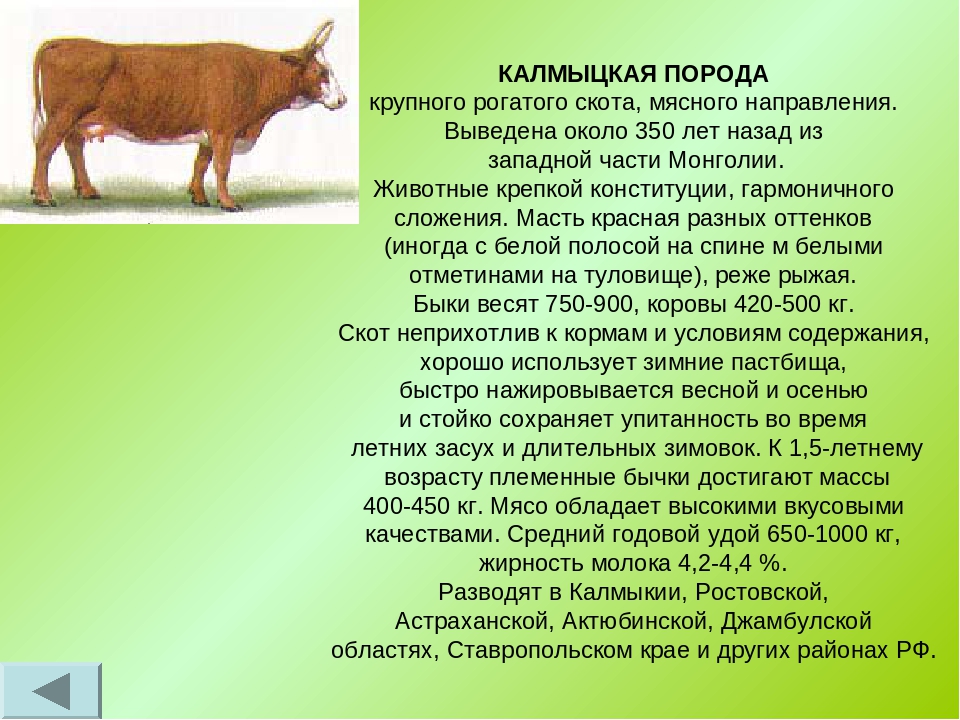Калмыцкая порода коров (17 фото): характеристика быков, выведенных в калмыкии, откорм телят, мясная порода крупного рогатого скота