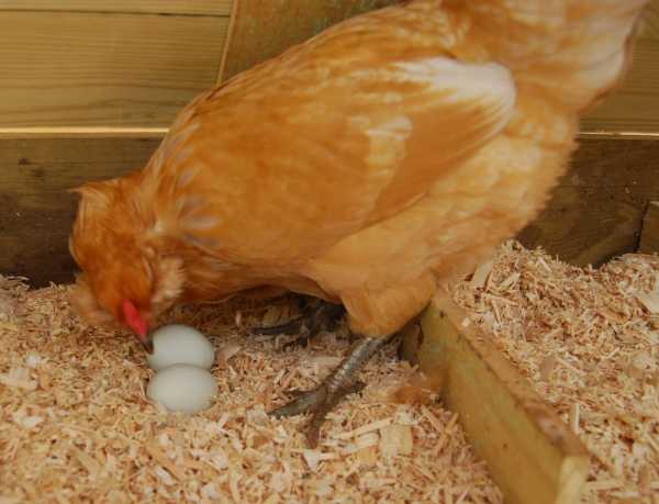 Если домашние куры клюют яйца: что делать и как отучить