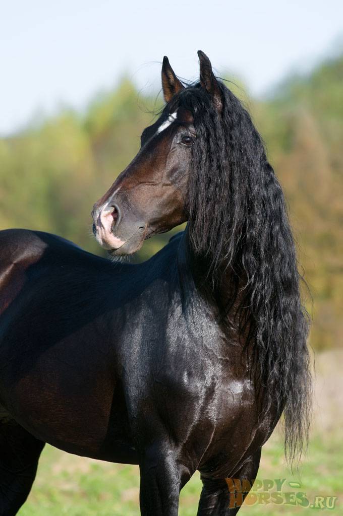 Андалузская лошадь: происхождение и особенности — cельхозпортал