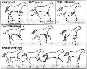 Как обучать лошадь: как научить коня выполнять команды в домашних условиях