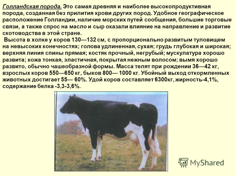 Особенности температуры тела у коровы