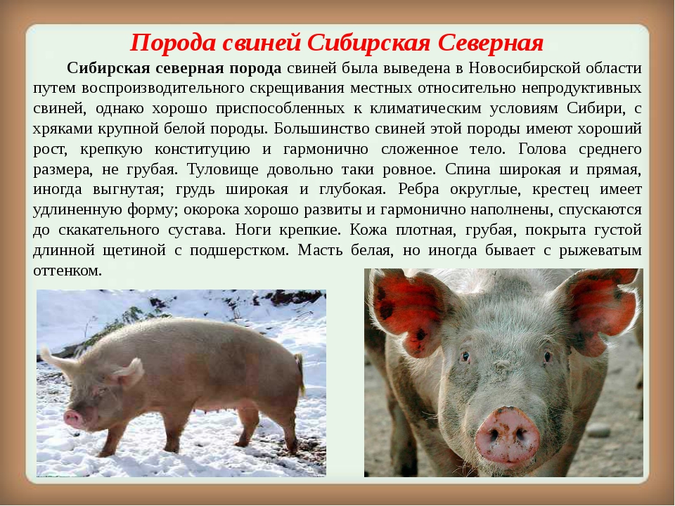 Украинская степная белая свинья – сочетание выносливости и продуктивности