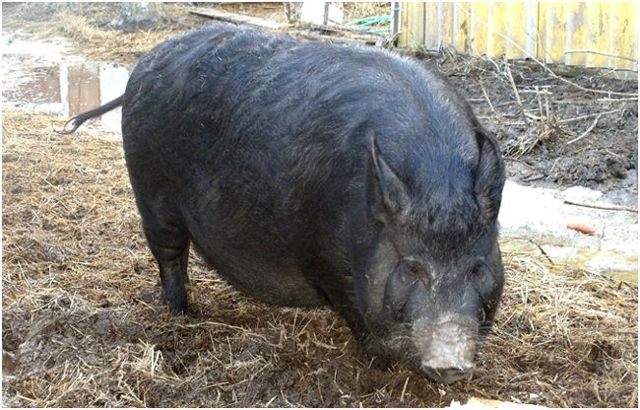 Дюрок – описание мясной породы свиней