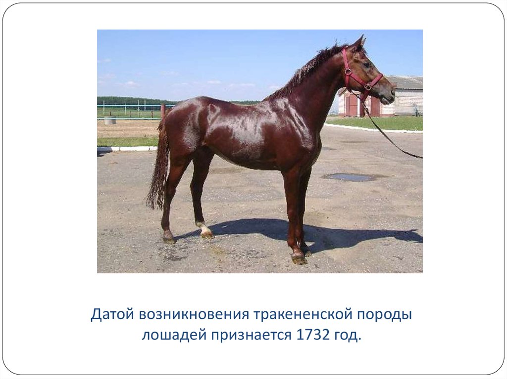 Особенности и история породы тракененских лошадей