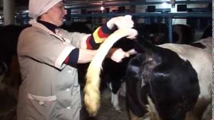Искусственное осеменение коров: способы, фото и видео