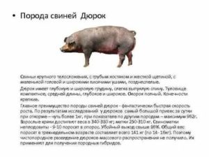 Порода свиней дюрок