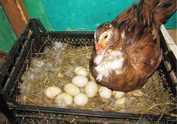 Сколько дней высиживает дикая утка. процесс инкубации утиных яиц: как добиться высокой выводимости