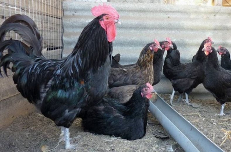 Синь синь дянь порода кур: описание китайской курицы (фото и видео)