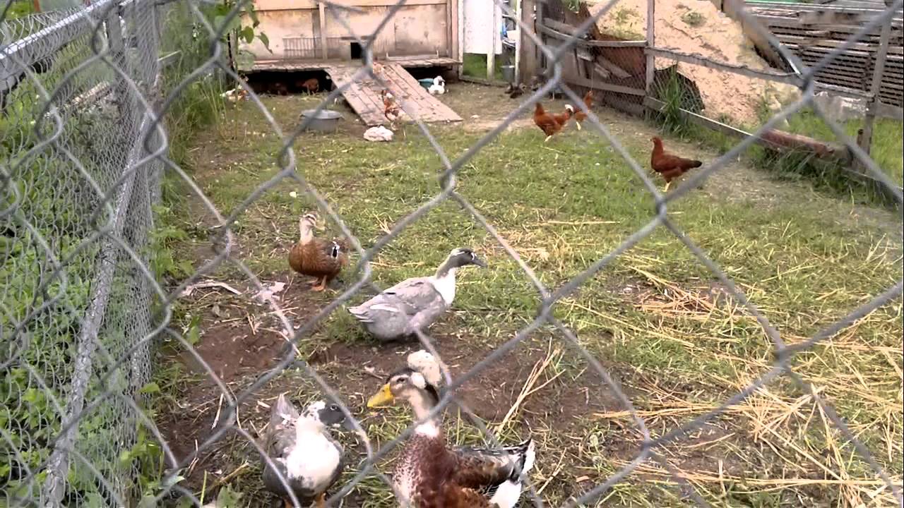 Как избавиться от хорька в курятнике — методы защиты птиц