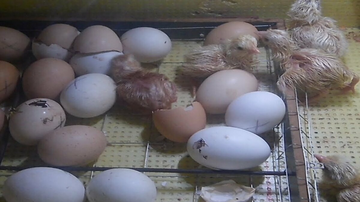 Развитие цыпленка в яйце по дням: сроки и этапы формирования зародыша