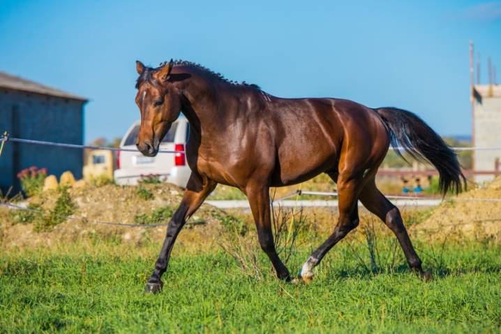 Тракененская порода лошадей: описание и характеристики породы, условия содержания, как и чем кормить