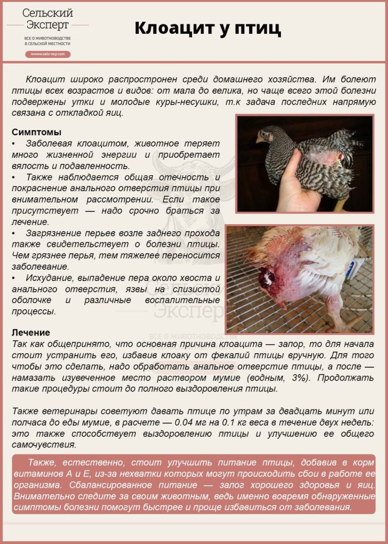 ᐉ клоацит у кур: симптомы, причины, лечение и профилактика - zooon.ru