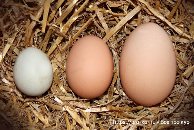 Почему куры несут яйца без скорлупы: причины и решение
