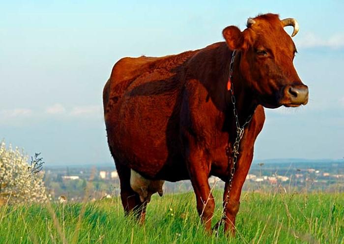 Красная степная порода – выносливые молочные коровы