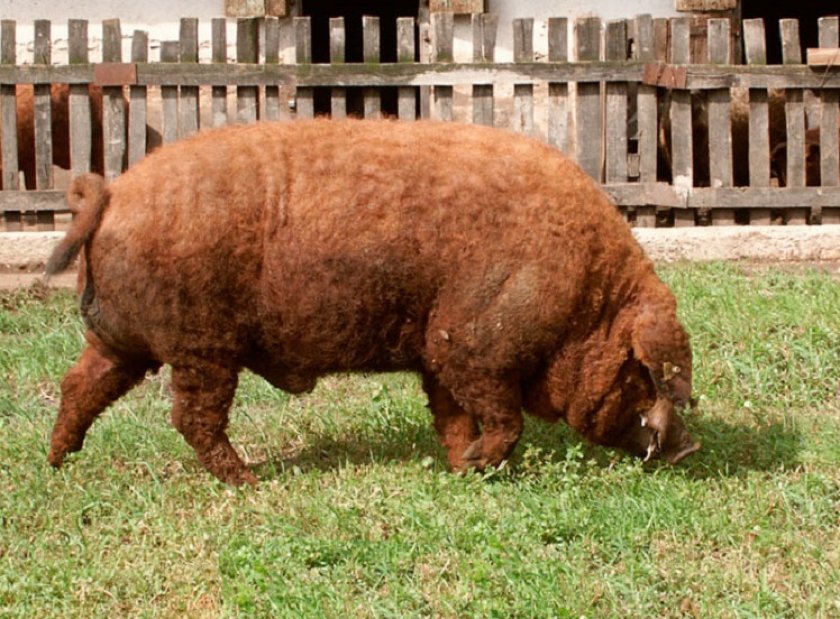 Венгерская мангалица: описание и характеристика породы свиней, разведение поросят, отзывы владельцев
