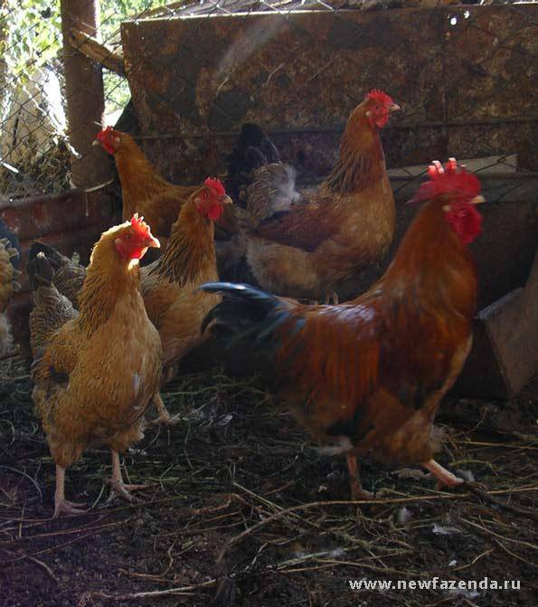 Пушкинская порода кур (30 фото): описание полосато-пестрой птицы, определение пола у цыплят. когда начинают нести яйца? отзывы