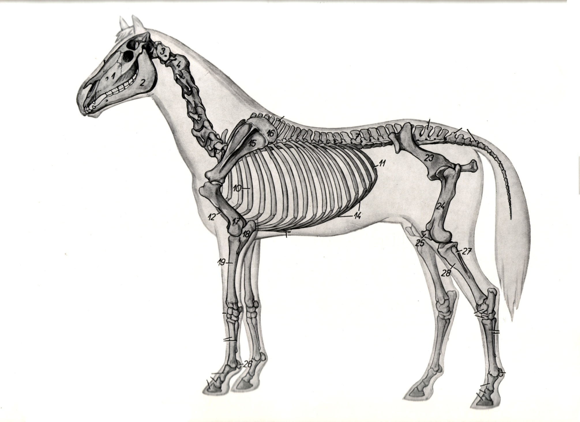 Анатомия лошади – особенности строения 2020