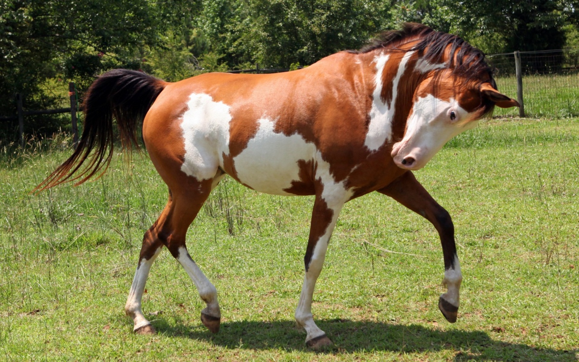 Масти лошадей. описание, особенности и названия мастей лошадей | живность.ру