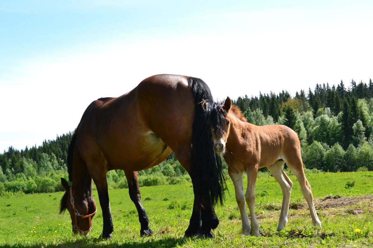 Что едят лошади: кормление, описание процесса, рацион