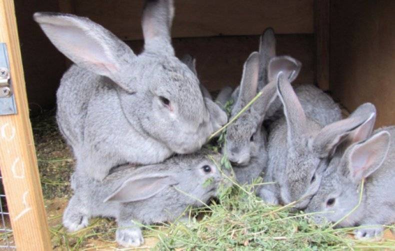Кролики породы шиншилла: преимущества и недостатки разведения — cельхозпортал