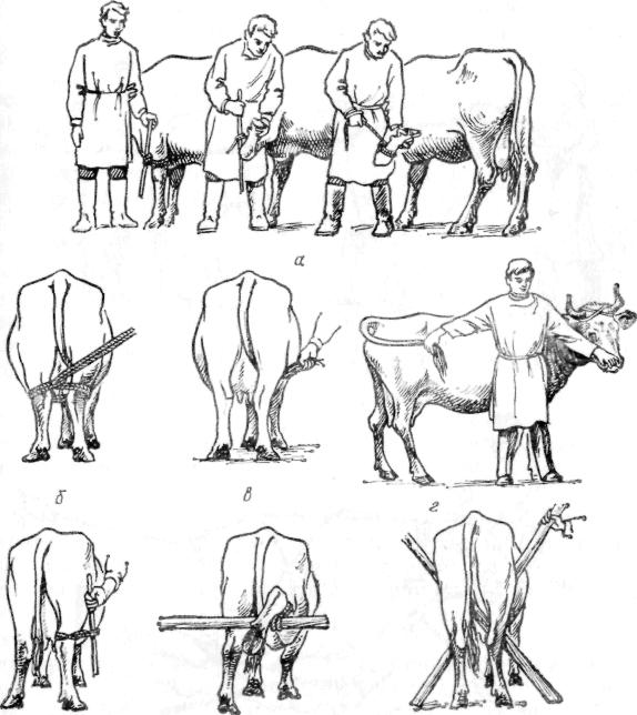 Почему корова не покрывается что делать