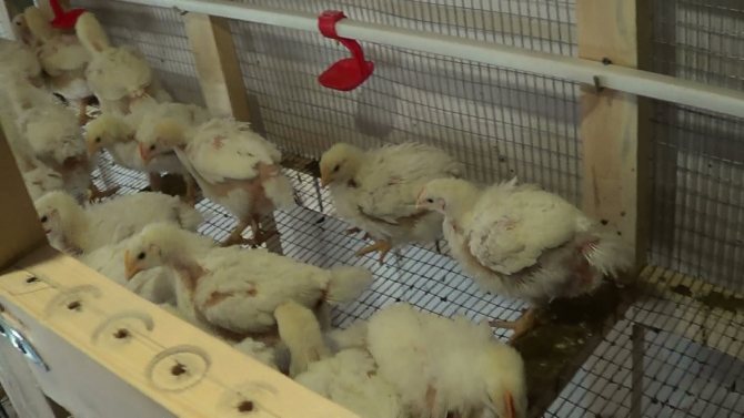 Понос у цыплят бройлеров: что делать, как лечить в домашних условиях