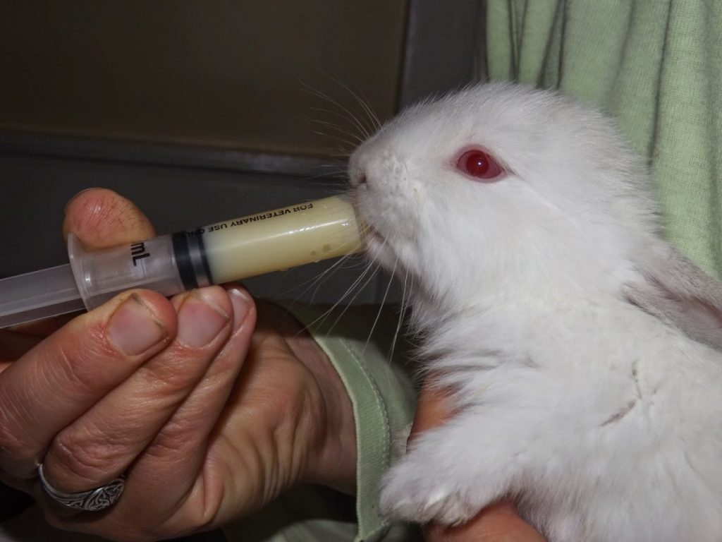 Как выкармливать новорожденных крольчат без крольчихи