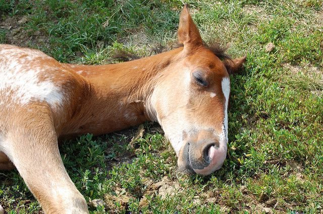Как спят лошади: лежа или стоя