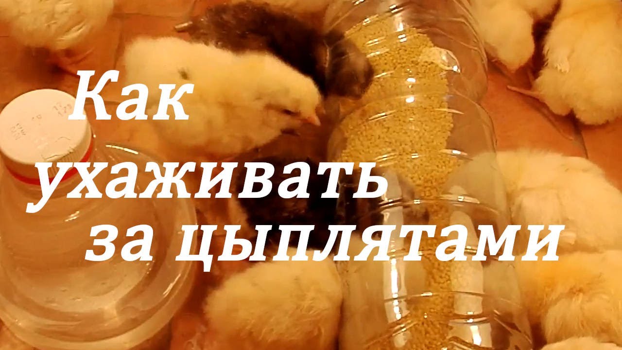 Руководство, как сделать кормушку для цыплят бройлеров своими руками: варианты