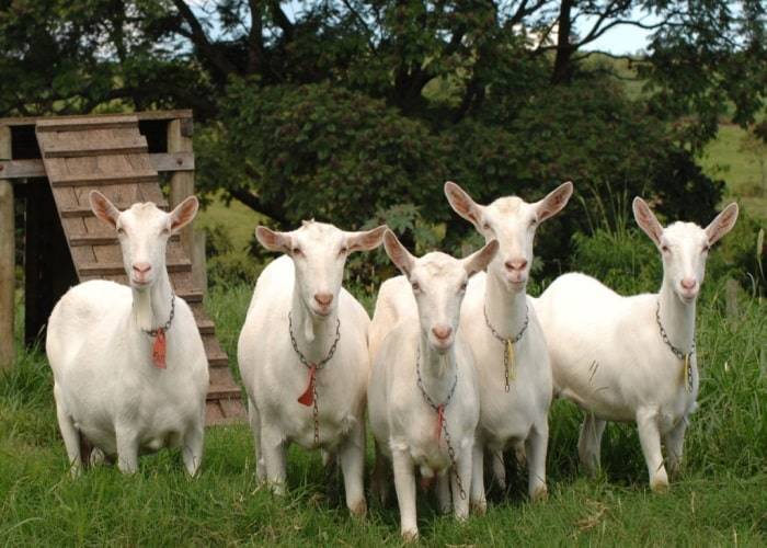 Породы коз молочных без запаха: обзор популярных пород
