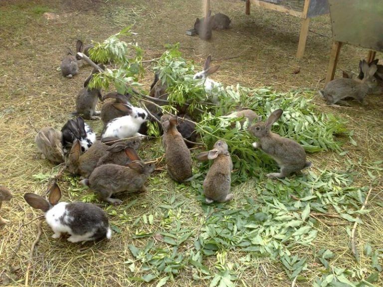 Чем кормить кормящую крольчиху после окрола