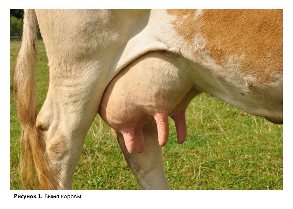 У коровы на вымени бородавки: что делать? чем лечить? - ты-фермер