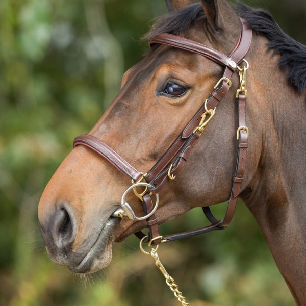 Уздечка и недоуздок для лошадей: их описание и фото