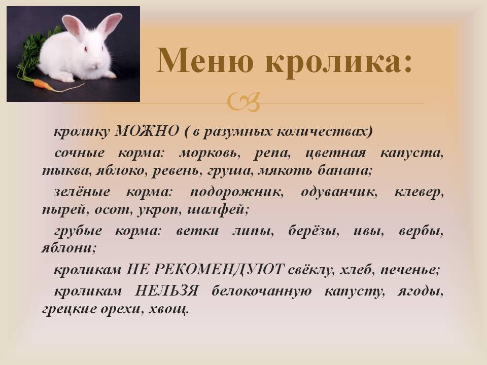 Разрешается ли кормление кроликов хлебом или сухарями: польза и вред