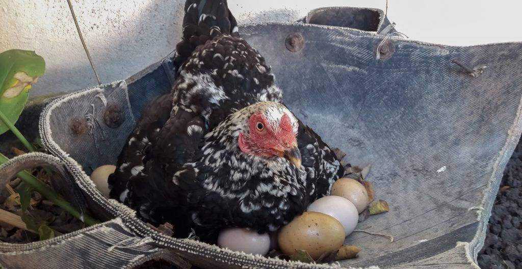 Как курицу посадить на яйца: пошаговая инструкция, фото- и видеообзор