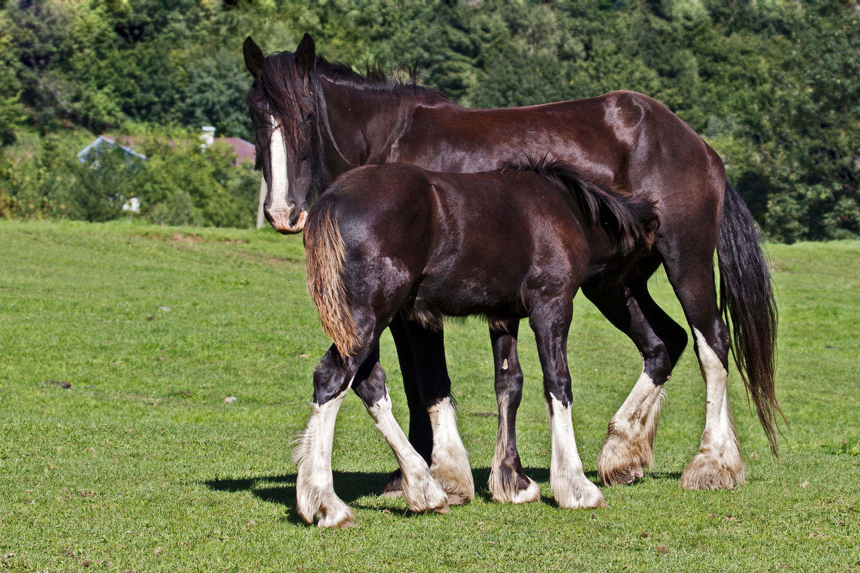 Лошадь шайр (16 фото): распространение шайрской породы лошадей в россии, уход за жеребенком