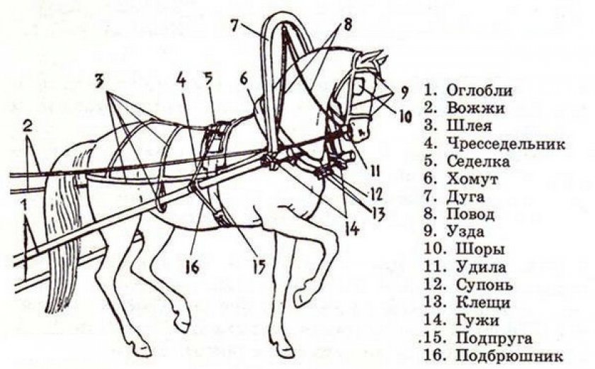 Все о сбруе для лошадей: особенности и основные предметы упряжи для лошади