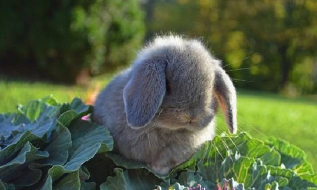 У кролика вздулся живот — что делать? методы лечения и профилактики метеоризма у кроликов