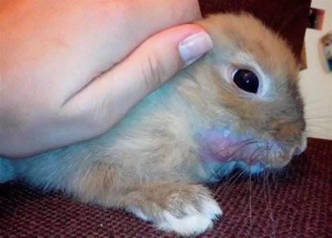 Стоматит (мокрая мордочка) у кроликов: как и чем лечить