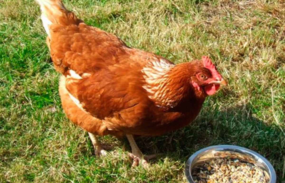 Сколько живет курица: домашняя, несушка, бройлерная