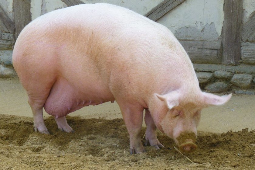 Опорос свиней: в первый раз, календарь родов, в домашних условиях