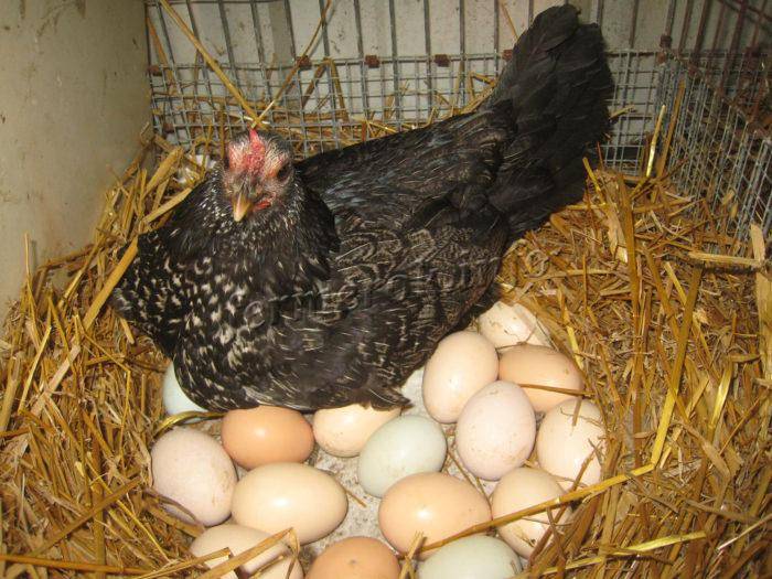 В каком возрасте курица садится на яйца - ogorod.guru