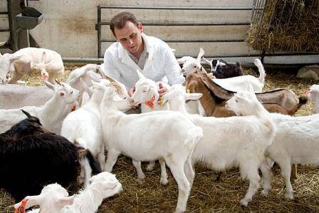 Кетоз у козы - проявления болезни, признаки и лечение 2020