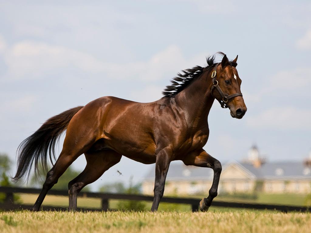 Как бегает лошадь: с какой скоростью, какой аллюр самый быстрый