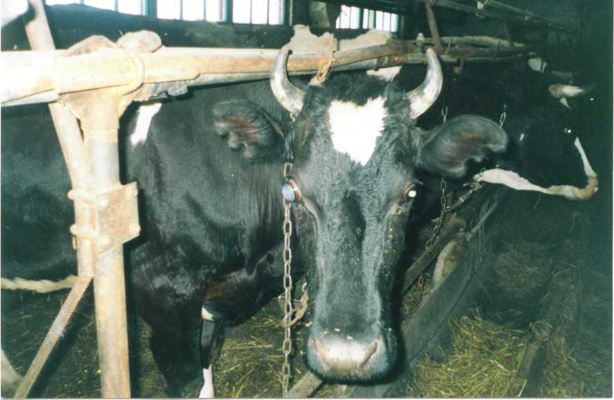 У коровы нарост на глазах типа бородавки: причины и лечение