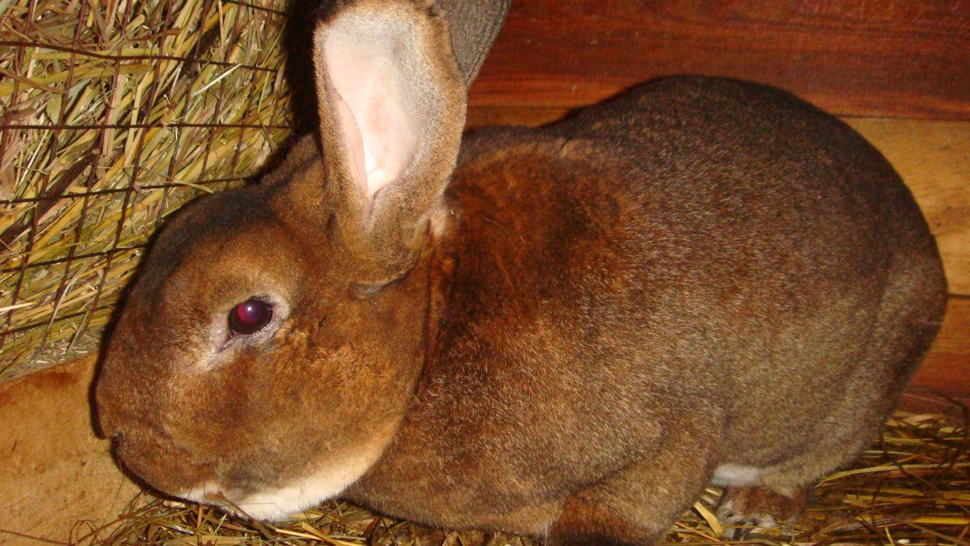 Глисты у кроликов: лечение