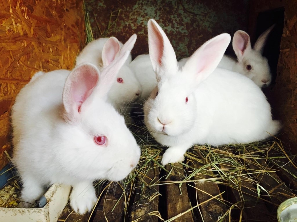 Новозеландская белая порода кроликов: как ухаживать и чем кормить